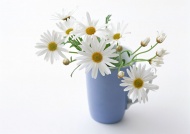 白色菊花艺术图片