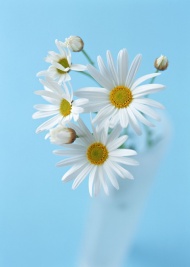 白色菊花插花艺术图片