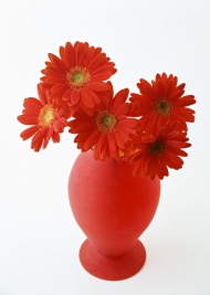 红色菊花插花艺术图片
