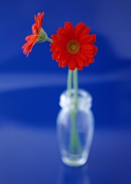 红色菊花艺术图片