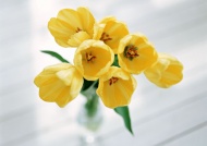 黄色郁金香插花艺术图片