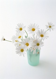 白色菊花插花艺术图片