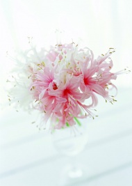 菊花花瓶插花艺术图片