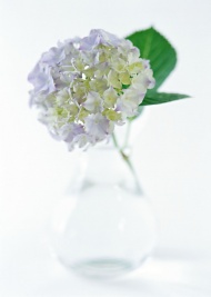 玻璃花瓶插花艺术图片