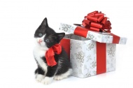 小猫与礼物盒图片