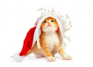 小猫戴圣诞帽图片
