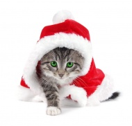 小猫戴圣诞帽图片
