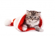 小猫与圣诞帽图片