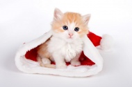 小猫与圣诞帽图片