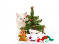 小猫与圣诞树图片