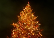 闪烁美丽的圣诞树图片