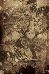 灰白树木蝴蝶背景图片