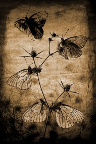 植物蝴蝶背景图片