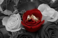 玫瑰花与婚戒背景图片