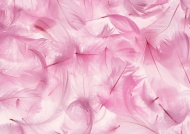 粉红色羽毛图片
