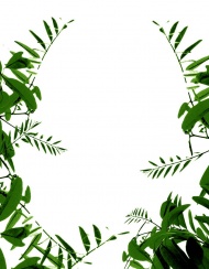 植物花框图片
