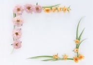 花卉花朵圆形边框图片