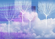 白桦树背景图片
