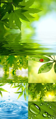 水边绿色叶子背景图片