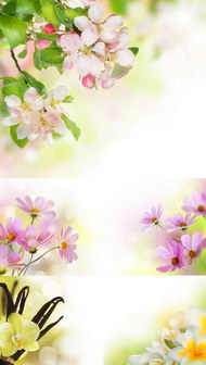 梦幻春天鲜花背景图片