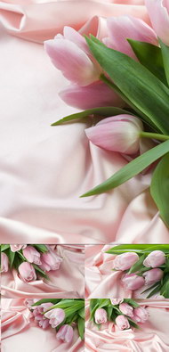 雅致粉色花卉图片