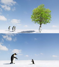 可爱企鹅图片(一)