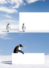 可爱企鹅图片(二)
