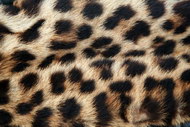 豹纹绒布料图片5