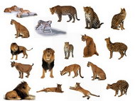 经典狮子和豹子动物图