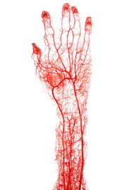 手部血管图