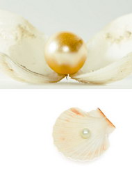 珍珠蚌图片