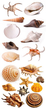 多种海螺图片