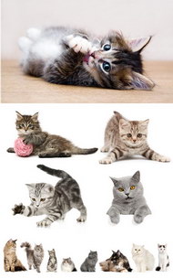 7款可爱猫咪图片