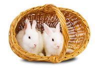 兔子主题元素图片