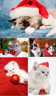 5款可爱圣诞猫咪图片