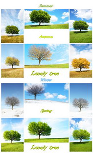树木的四季图片