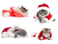 可爱的圣诞帽与猫图片