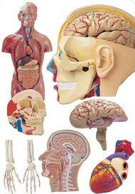人体结构系列图片