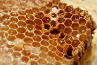 蜂蜜蜂巢图片