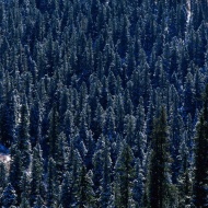 高山树林图片