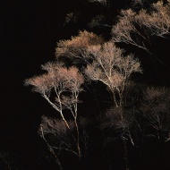树林夜景图片