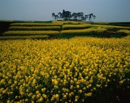 田野风景图片