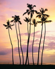 黄昏海边椰树图片