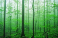 森林自然风景图片