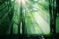 穿过树林的阳光图片