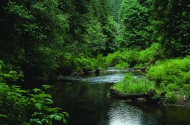 森林间的小溪图片