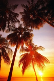 晚霞下的椰树图片
