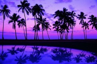 海边傍晚,椰树倒影图片