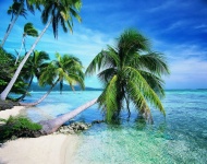 海边椰树风景图片