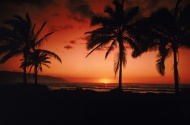 日落海边椰树图片